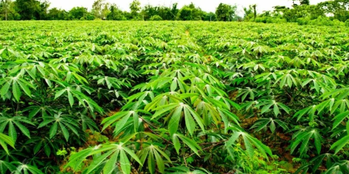 Going-into-the-Cassava-Farming-Business-nigeria