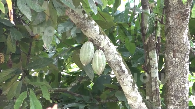 Cocoa-pods-in-Ivory-Coast-1