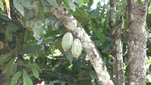 Cocoa Pods in Ivory Coast 