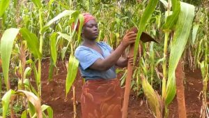 Burundi maize farm