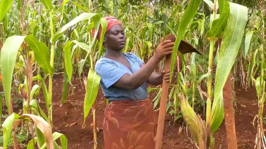 Burundi maize farm