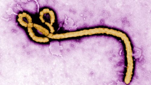 Ebola_virus